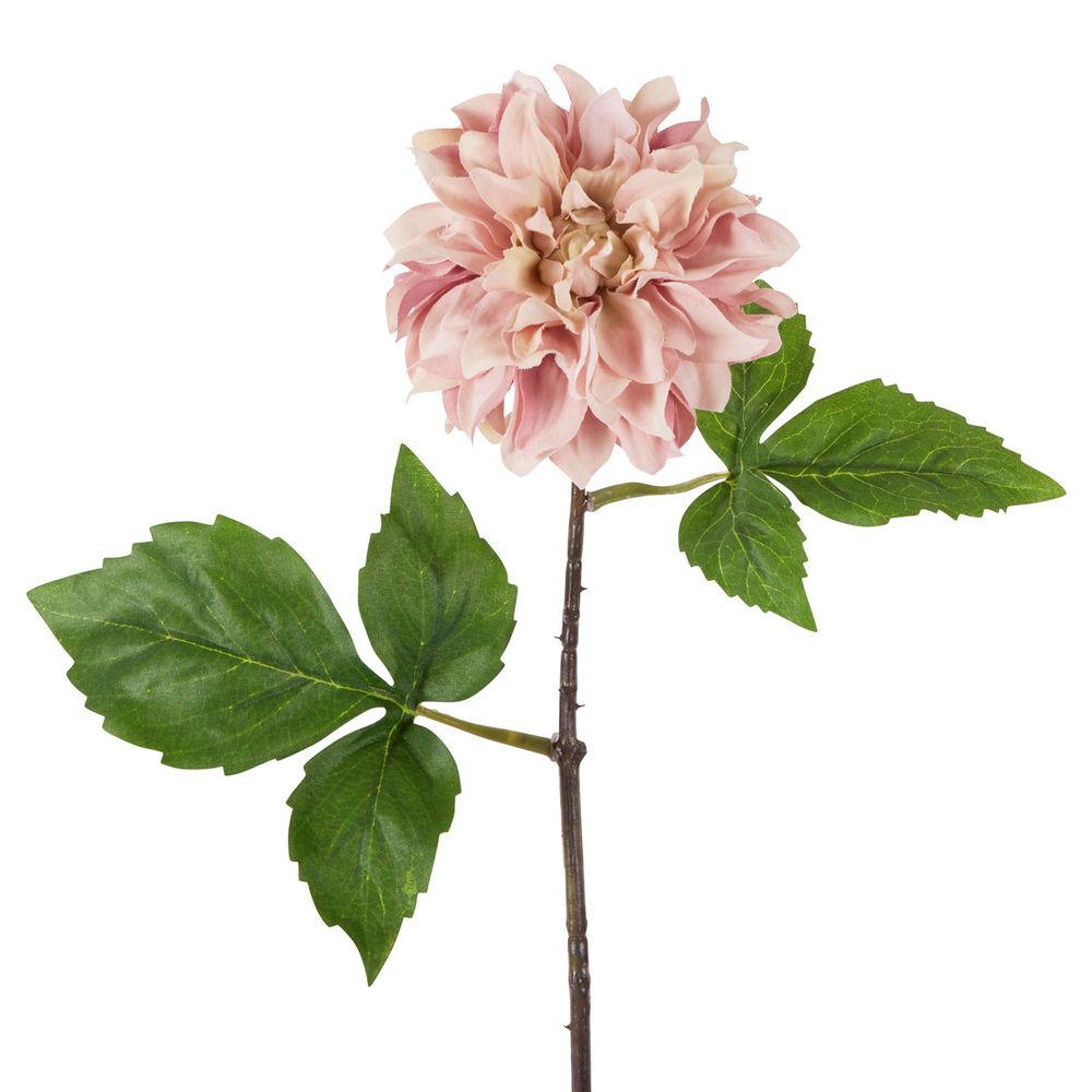 Florabelle - Dried Look Dahlia Stem Small