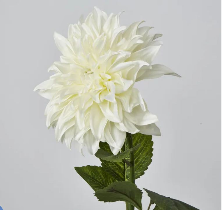 Florabelle -White Dahlia