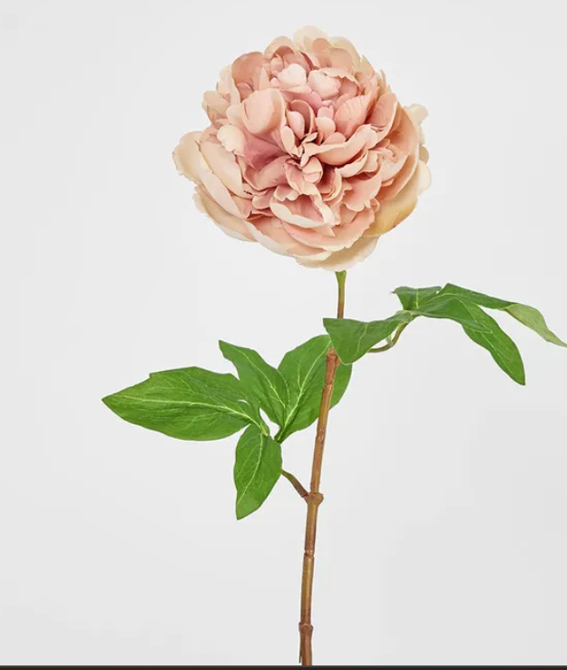 Dried Look Peony Stem 61cm Blush