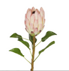 Protea Queen Stem 70cm Pink
