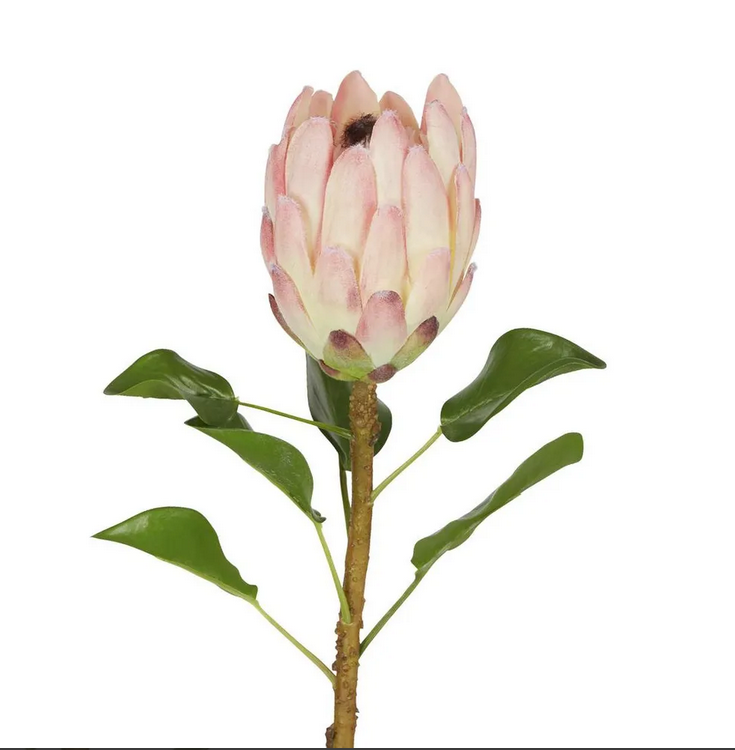 Protea Queen Stem 70cm Pink