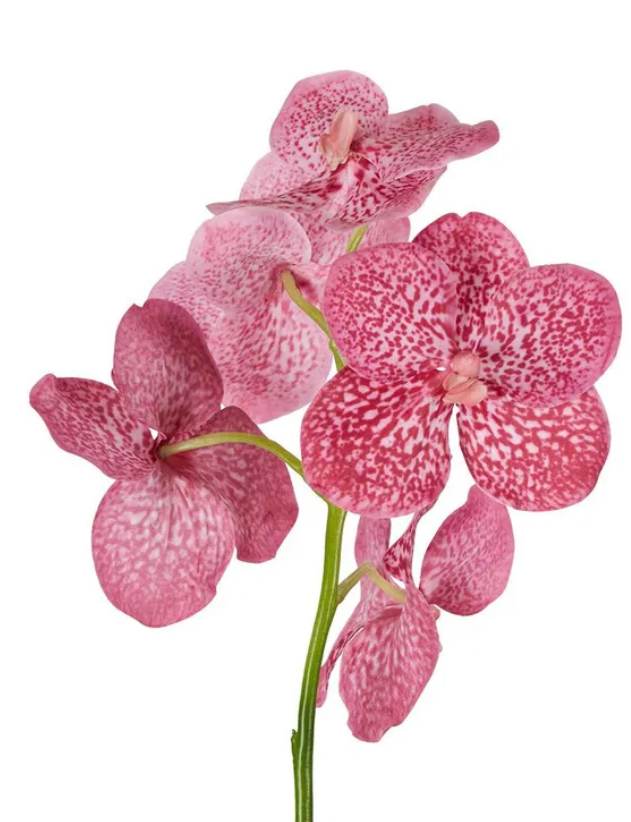 Vanda orchid stem 66cm