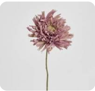 Florabel -Died Look Dahlia Stem